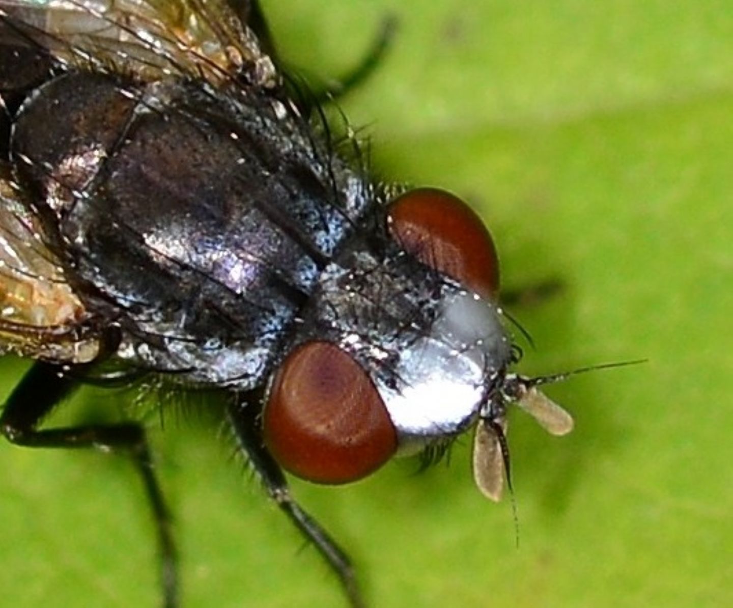 mosca scura: Maschio di Metopia gruppo argyrocephala  (Sarchophagidae)